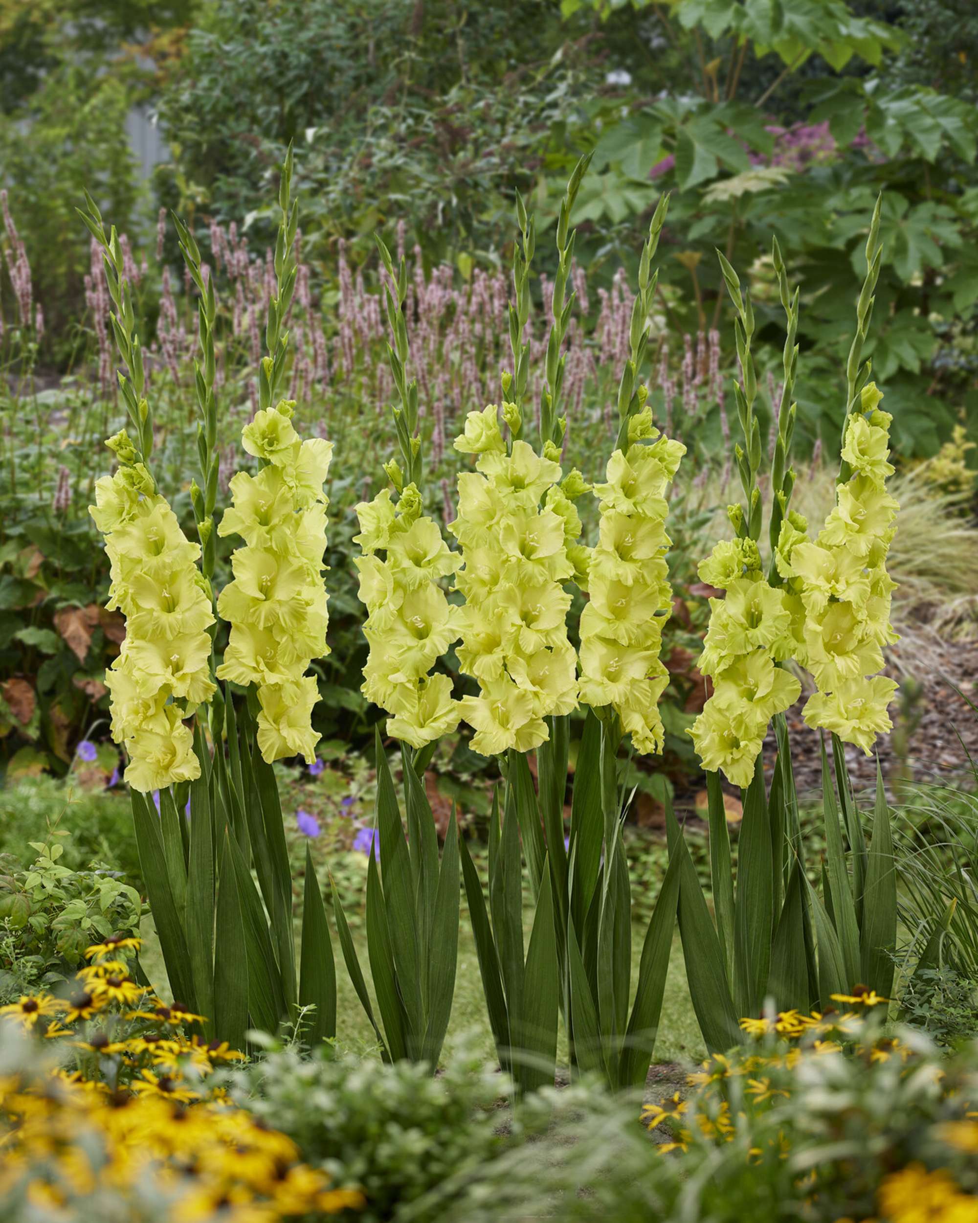 Gladiolus 'Kio®'